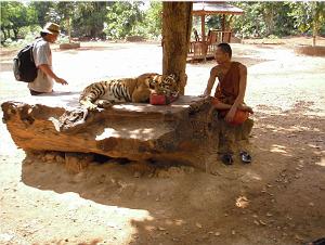 THAILANDE LE TEMPLE DES TIGRES (16)